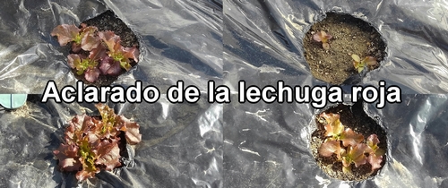 Aclarado de la lechuga roja (lechuga batavia)