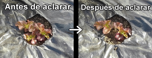 Aclara la lechuga roja