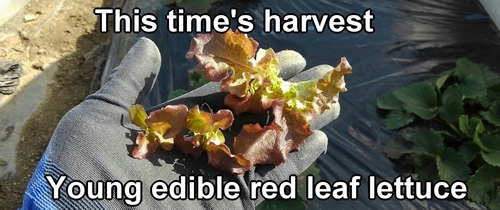 Young edible red leaf lettuce