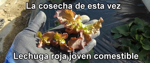 Lechuga roja joven comestible