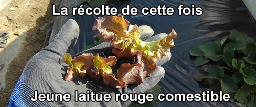 Jeune laitue rouge comestible