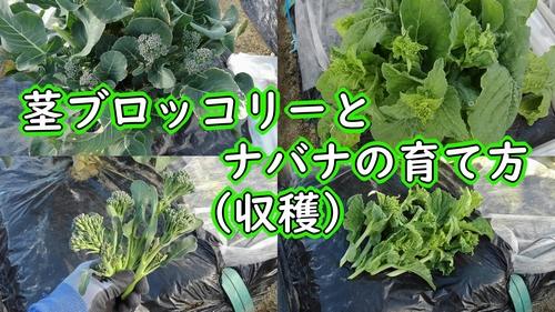 のらぼう菜と茎ブロッコリーの収穫