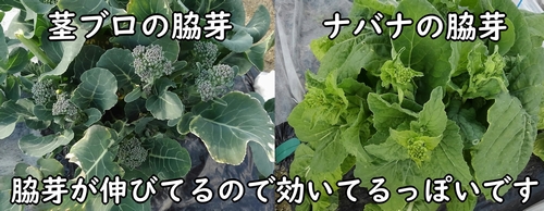 のらぼう菜と茎ブロッコリーの脇芽