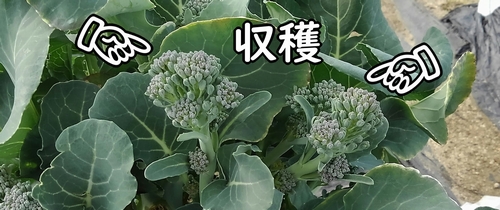 茎ブロッコリーの側花蕾