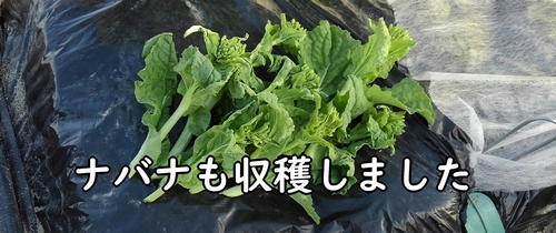 のらぼう菜も収穫しました