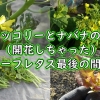 茎ブロッコリーとナバナの育て方（開花しちゃった）＆リーフレタス最後の間引き