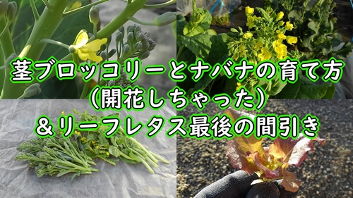 茎ブロッコリーとナバナの開花