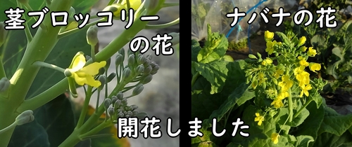 茎ブロッコリーとナバナの花