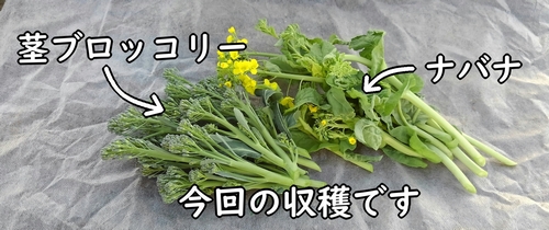 収穫した茎ブロッコリーとナバナの脇芽