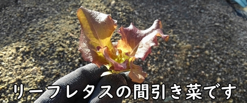 リーフレタスの間引き菜