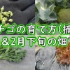 イチゴの摘蕾と春ブロッコリー、春キャベツなどの成長チェック