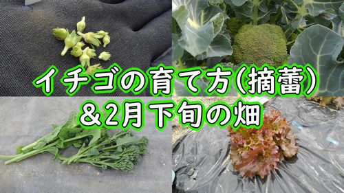 イチゴの摘蕾と春ブロッコリー、春キャベツなどの成長チェック