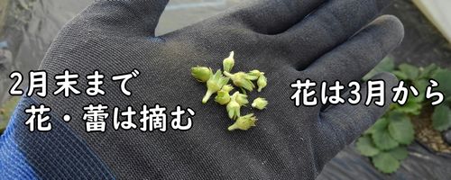 花と蕾は2月末まで摘む