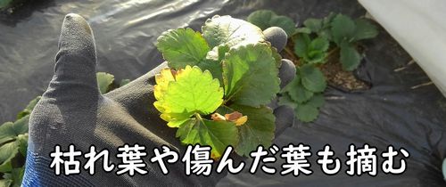 枯れ葉や傷んだ葉は摘む