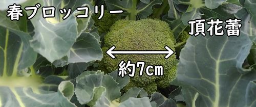 春ブロッコリーの頂花蕾