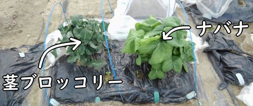 茎ブロッコリーとナバナの畝