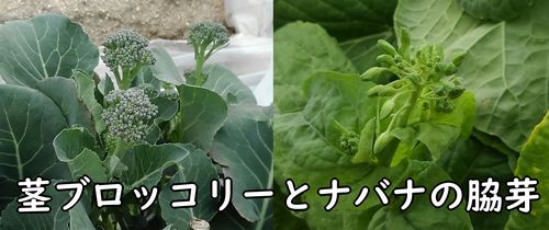 茎ブロッコリーとナバナの脇芽