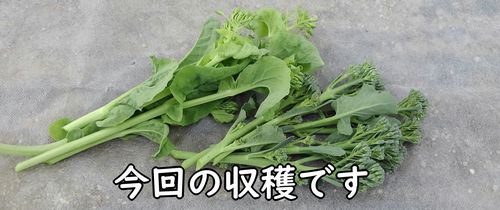 収穫した脇芽