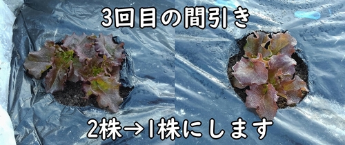 2株出たサニーレタスを間引きして、1株だけ残します