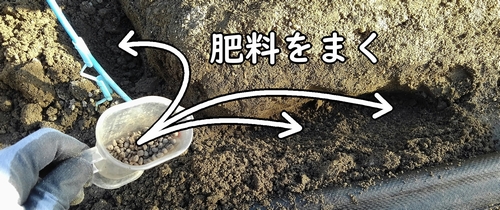 追肥箇所に肥料をまく