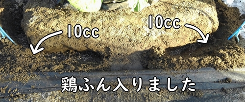 1ヶ所あたり鶏糞10ccを入れる