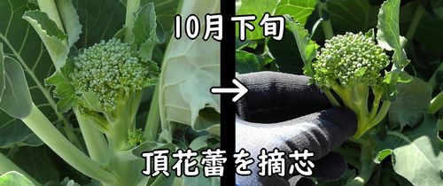 茎ブロッコリーの頂花蕾を摘芯