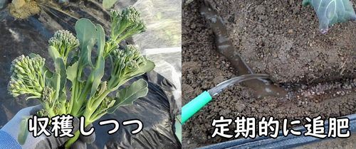 茎ブロッコリーの収穫と追肥