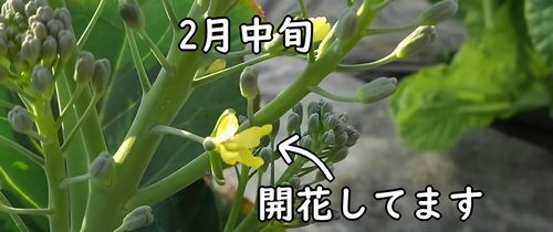 開花した茎ブロッコリーの蕾