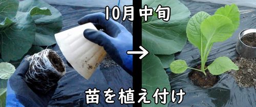 ナバナの苗の植え付け