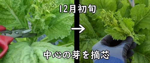 ナバナの芽を摘芯