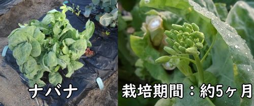 ナバナの栽培期間：約5ヶ月