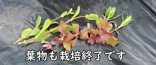 葉物栽培も終了です