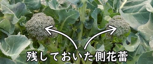 ブロッコリーの側花蕾