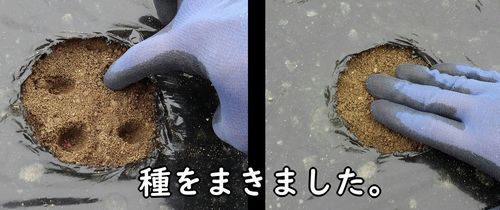 リーフレタス（サニーレタス）の種まきをする