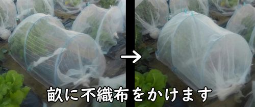 リーフレタス（サニーレタス）の畝に不織布をかける