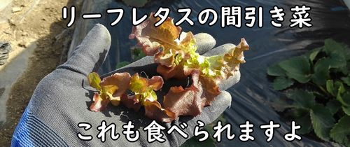 間引き菜