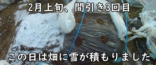 2月上旬には畑に雪が降りました