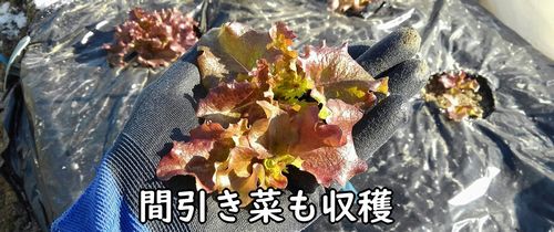 リーフレタスの間引き（3回目）