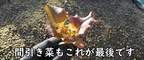 最後の間引き菜