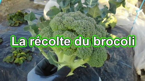 La récolte du brocoli (La plante de brocoli est complètement développée)