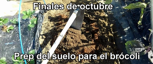 Preparación del suelo para el brócoli