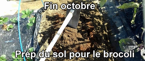 Préparation du sol pour le brocoli