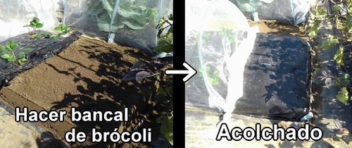 Preparar el bancal de brócoli y poner acolchado