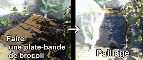 Préparer une plate-bande pour le brocoli et mettre du paillage