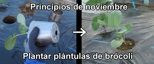 Plantar plántulas de brócoli
