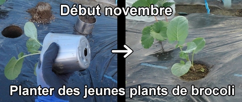 Planter des jeunes plants de brocoli