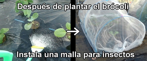 Después de plantar el brócoli, instala una malla para insectos