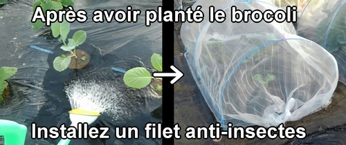 Après avoir planté le brocoli, installez un filet anti-insectes