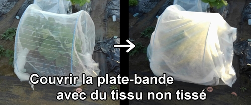 Couvrir la plate-bande de brocoli avec un tissu non tissé