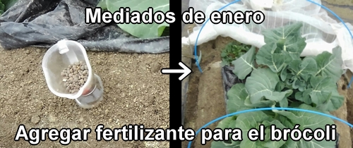 La fertilización del brócoli se hizo a mediados de enero